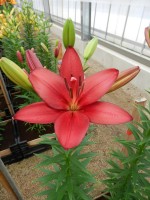 [4072 Atacama VH No02.JPG]